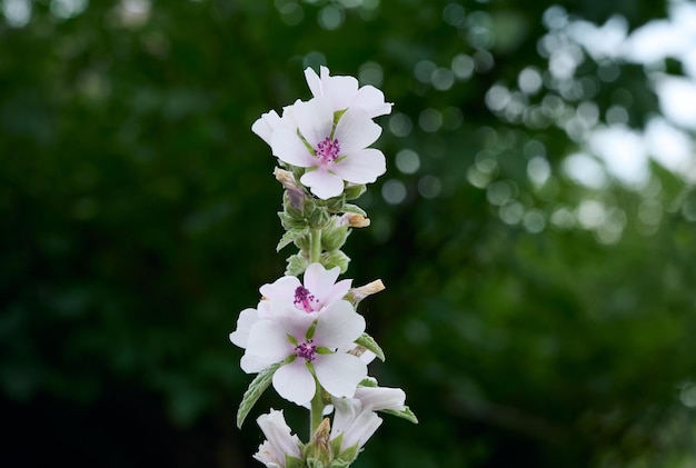 Fleurs d'été de la mauve des marais