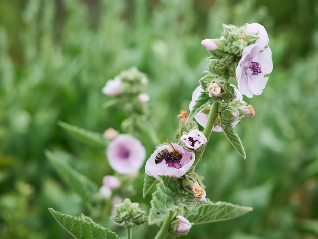 Fleurs d'été de la mauve des marais