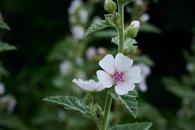 Fleurs d'été de la mauve des marais