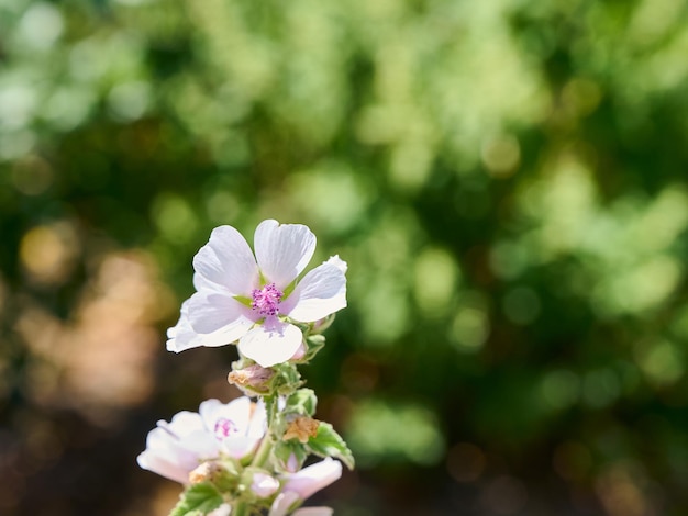 Fleurs d'été de la mauve des marais