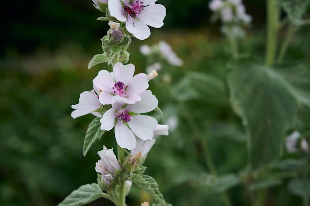 Fleurs d'été de la mauve des marais