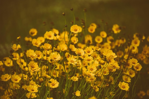 Fleurs d'été Rudbekia