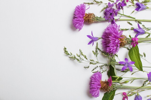 Fleurs d'été violettes sur une surface blanche