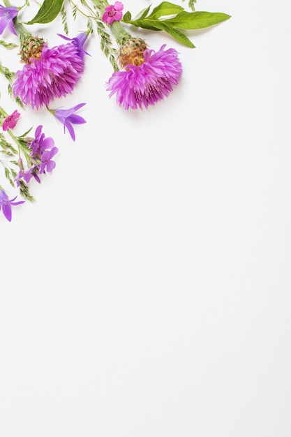 Fleurs d'été violettes sur surface blanche