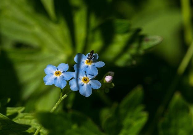 fleurs en été.