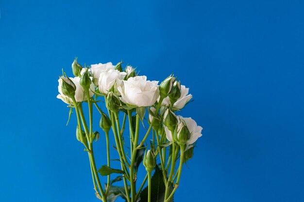 Photo fleurs d'eustoma blanc ou de rose irlandaise sur fond bleu avec un espace réservé au texte