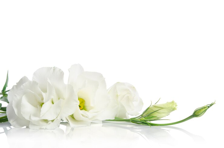 Photo fleurs eustoma sur blanc