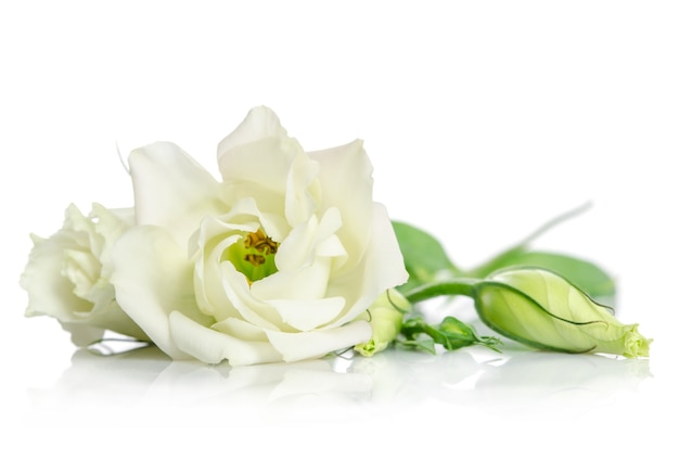 Fleurs Eustoma sur blanc