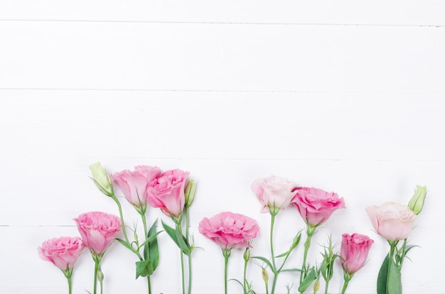 Fleurs d'Eustoma sur fond blanc