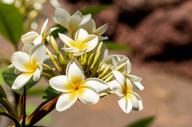 Fleurs Exotiques Avec Un Arrière-plan Flou