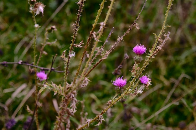 Fleurs expressives à l'état sauvage