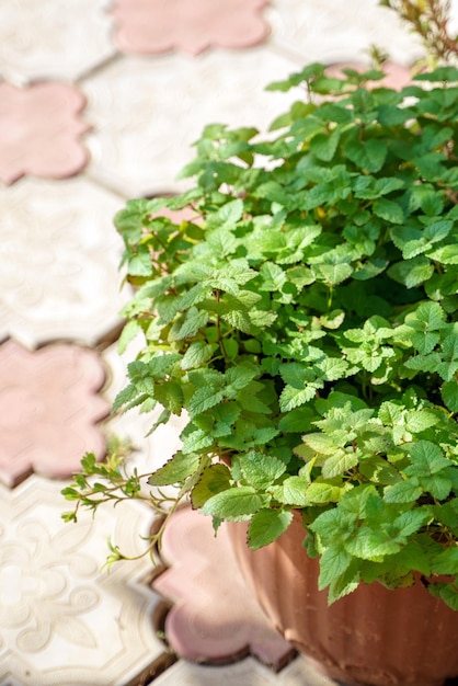 Fleurs d'extérieur en pots sur la clôture