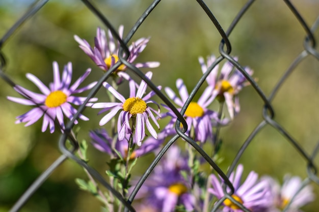 Fleurs fanées derrière une grille en métal dans la nature, le concept de violence et d’esclavage de jeunes filles