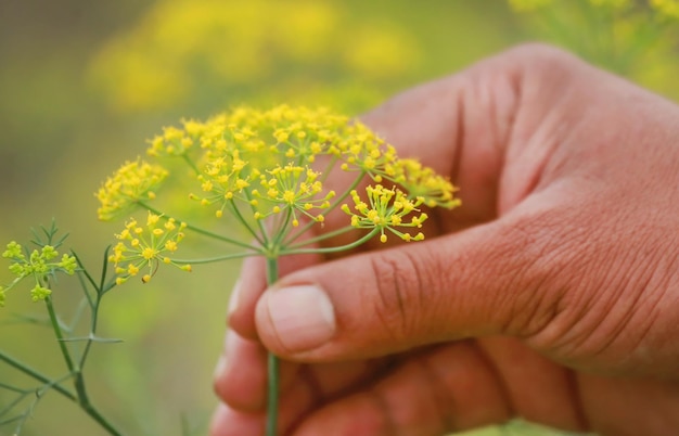 Fleurs de fenouil dans un champ de culture en plein air