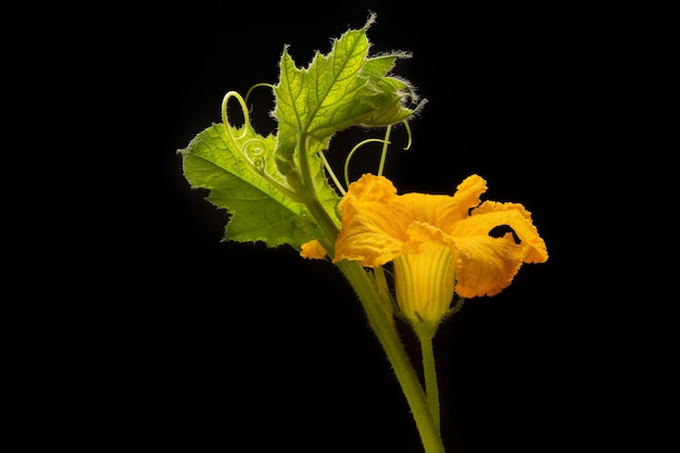 Fleurs et feuilles de citrouille