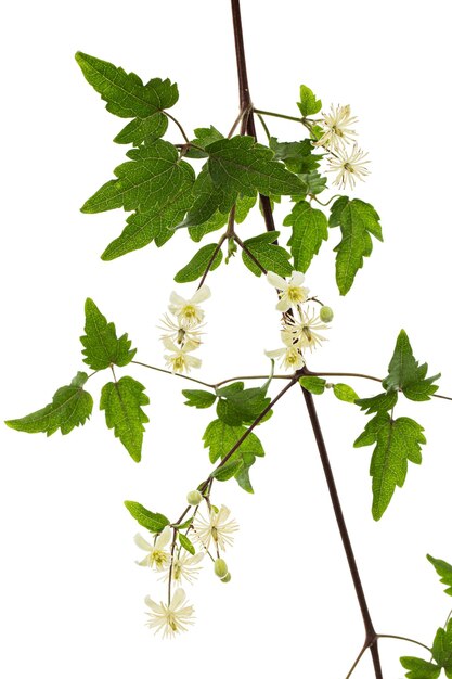 Fleurs et feuilles de Clematis lat Clematis vitalba L isolé sur fond blanc