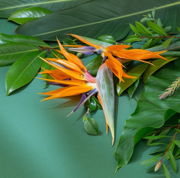 Fleurs et feuilles exotiques tropicales sur fond vert