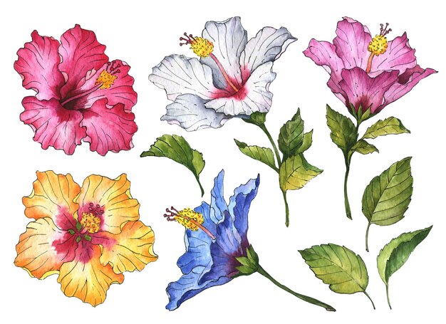 Photo fleurs et feuilles d'hibiscus aquarelle illustration florale isolée sur fond blanc