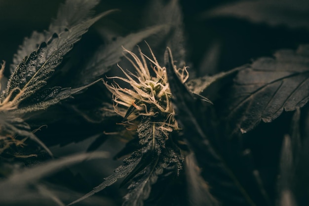 Fleurs et feuilles de marijuana vert foncé Marijuana poussant chez les agriculteurs de marijuana planter de la marijuana naturelle ou de la sativa ganja herbe verte à usage médical