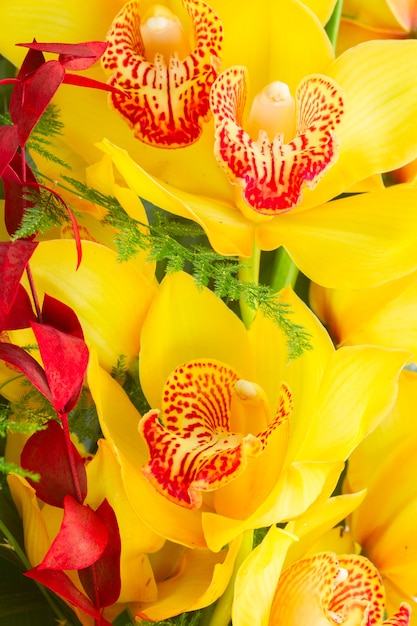 Fleurs et feuilles d'orchidée jaune tropicale se bouchent