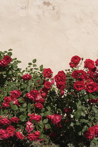 Fleurs et feuilles de rose rouge esthétiques élégantes sur fond beige neutre avec espace de copie