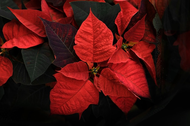 Fleurs à feuilles rouges