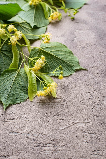 Fleurs et feuilles de tilleul