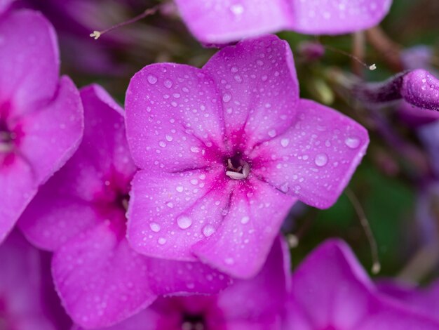 Fleurs de flamme violette de phlox, gouttes d'eau sur une fleur. Phlox de jardin fleuri, phlox vivace ou d'été dans le jardin par une journée ensoleillée.Gros plan