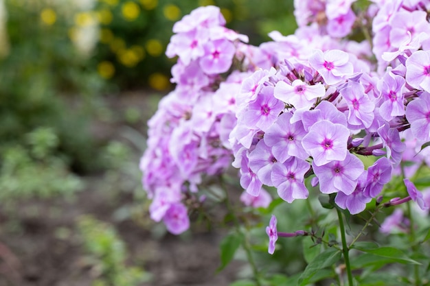 Fleurs de flamme violette de phlox (Phlox paniculata).