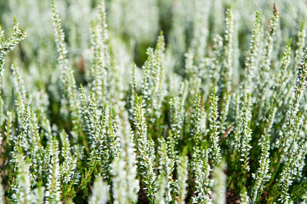 Fleurs à fleur blanche avec des feuilles vertes sur terrain. Floraison, floraison, croissance. Saison de printemps ou d'été. Nature, beauté, environnement.