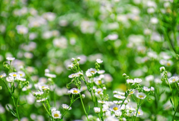 Fleurs de fleur de fond abstrait sur le terrain