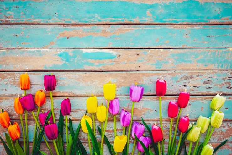 Photo fleurs de fleur de tulipe sur fond en bois vintage, design de cadre de frontière.