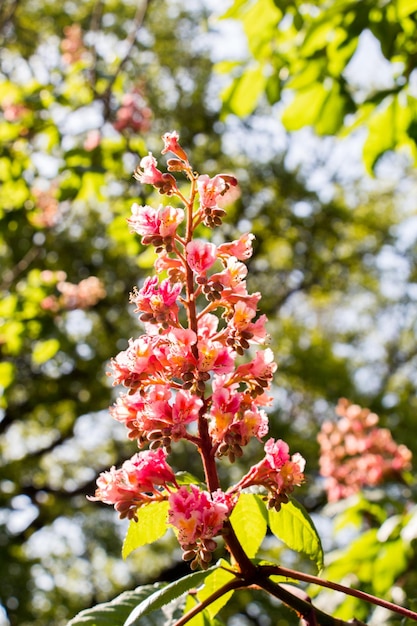 Les fleurs fleurissent au printemps dans les arbres