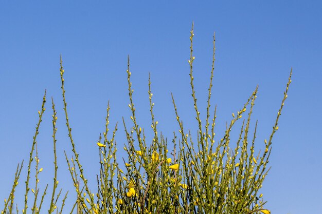 Les fleurs fleurissent au printemps dans les arbres