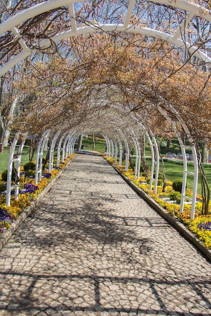 Les fleurs fleurissent au printemps dans les arbres