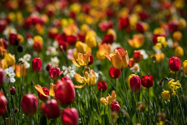 Des fleurs fleurissent sur le champ