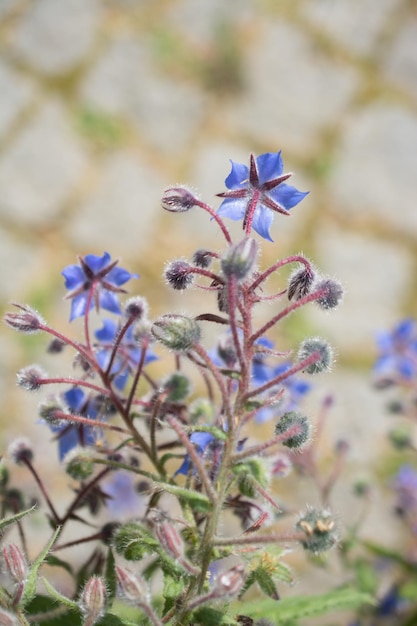 Fleurs fleurissent faisant un fond floral