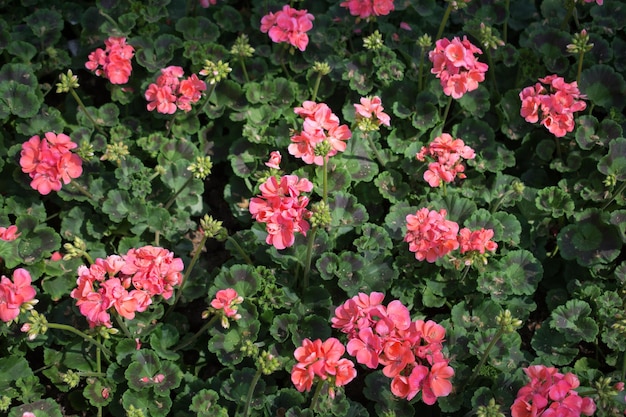 Fleurs fleurissent faisant un fond floral