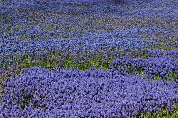 Fleurs fleurissent faisant un fond floral