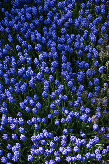 Fleurs fleurissent faisant un fond floral