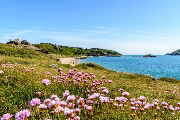 Photo des fleurs fleurissent sur la falaise par la mer contre le ciel