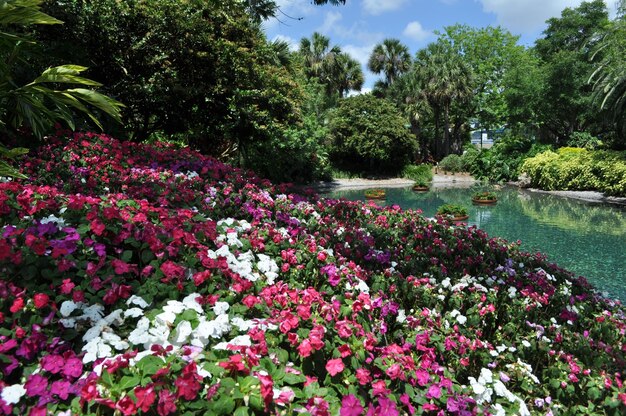 Photo des fleurs fleurissent près de l'étang contre des arbres dans le parc