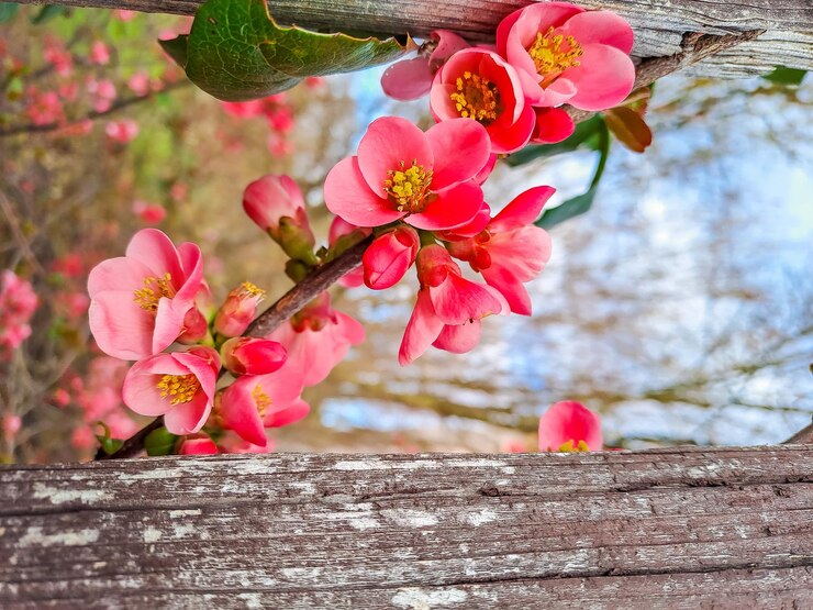 Photo fleurs de fleurs d'abricot d'abricot d'arbre de fleurs avec un focus doux fleurs de printemps
