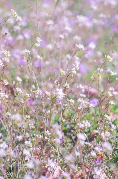 Fleurs de fleurs abstraites sur le terrain