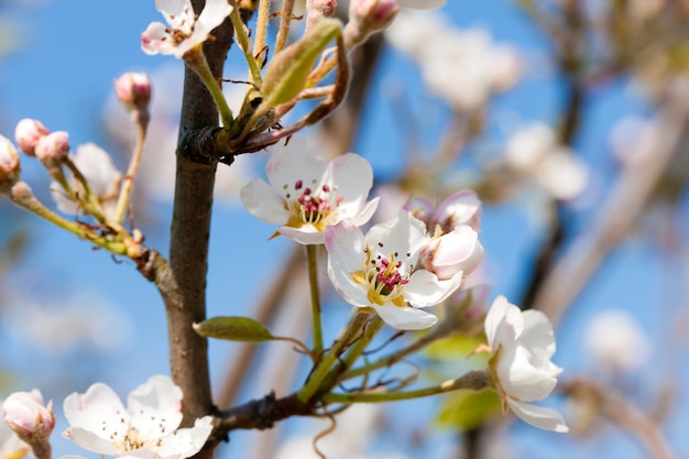 Fleurs et fleurs au printemps