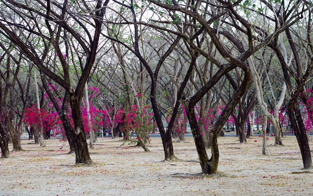 Photo fleurs en fleurs de bougainvilliers magenta et arbre de bougainvilliers dans le parc, saphan hin thaïlande le 20 mai 2021.