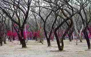 Photo fleurs en fleurs de bougainvilliers magenta et arbre de bougainvilliers dans le parc, saphan hin thaïlande le 20 mai 2021.