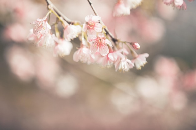 Fleurs de fleurs de cerisier, fleurs de sakura dans un style vintage de fond rose