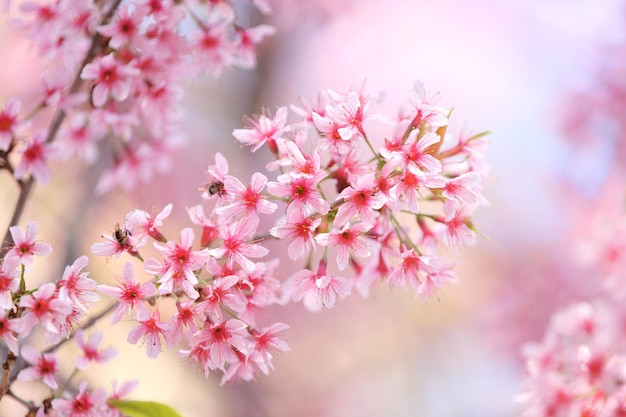 Fleurs de fleurs de cerisier Sakura