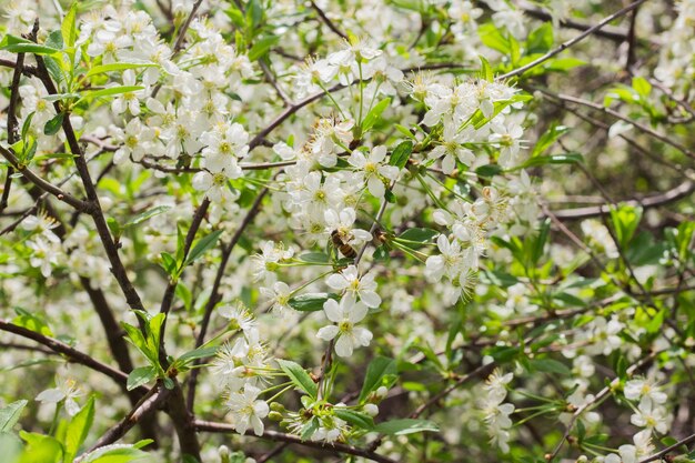 Fleurs des fleurs de cerisier